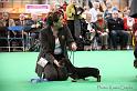 Crufts2011_2 1191